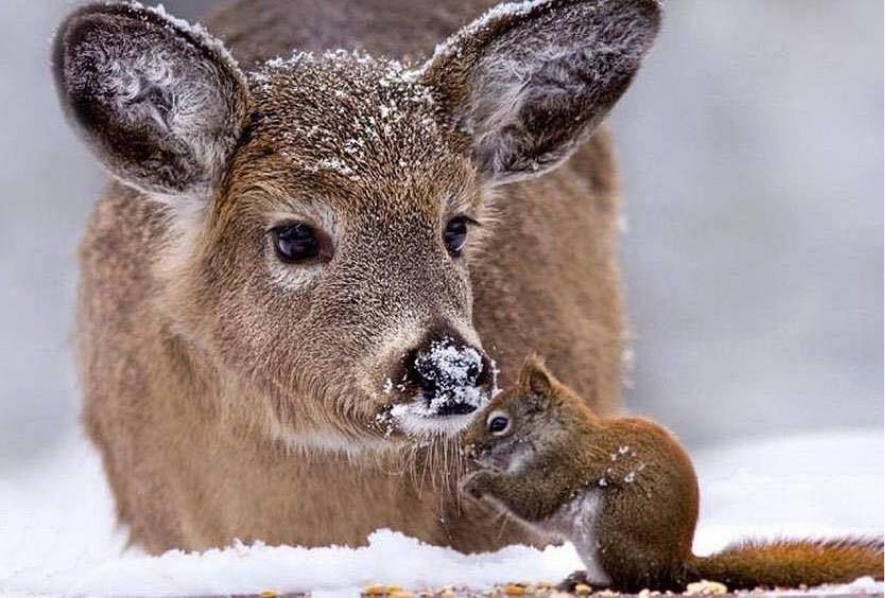 El lado bueno del corazón